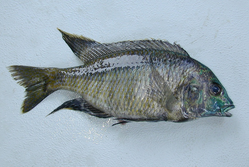 Mylochromis chekopae 'Nakantenga Island'